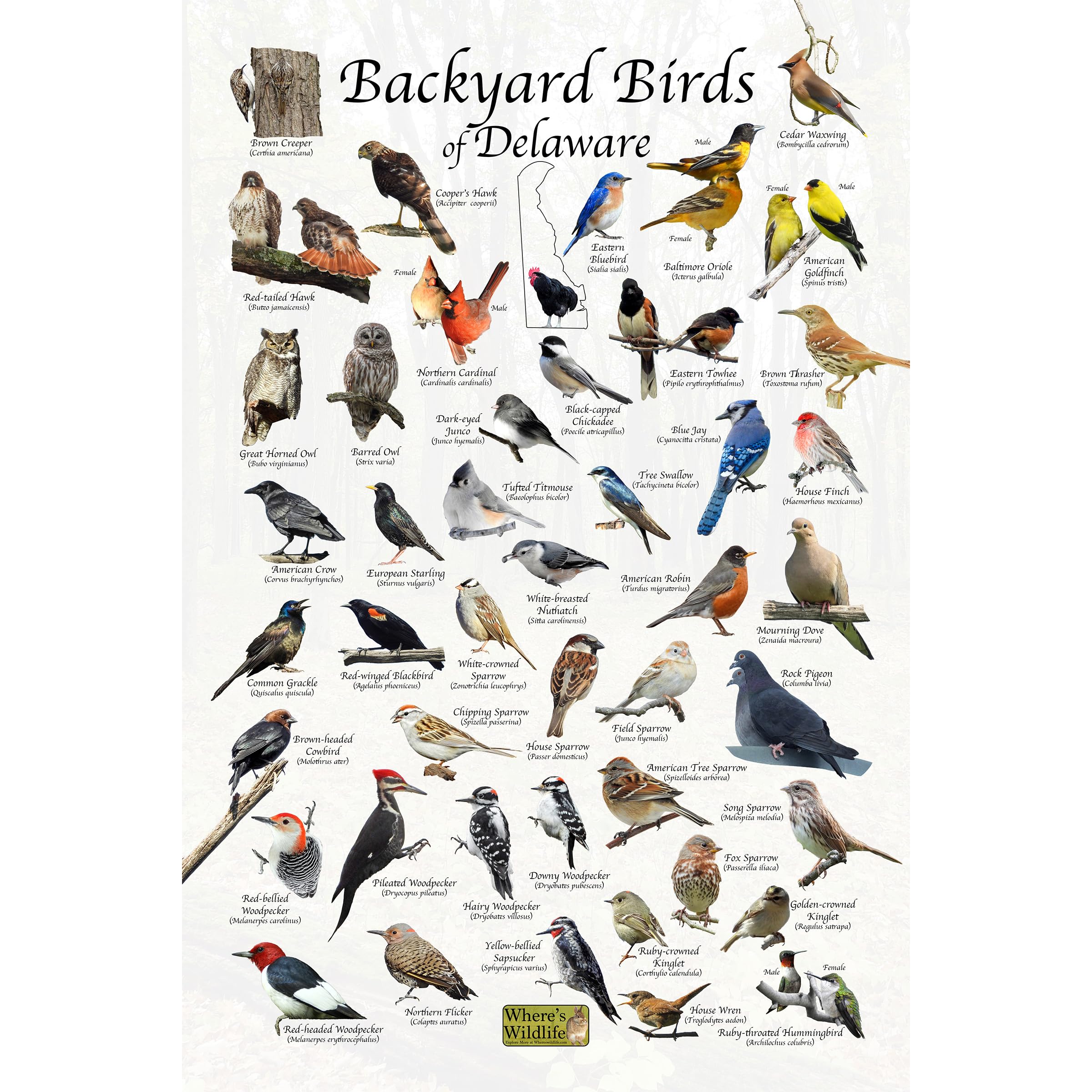 BIRD SHEET 15個セット Amazon.com: Where's Wildlife Backyard Birds of Delaware
